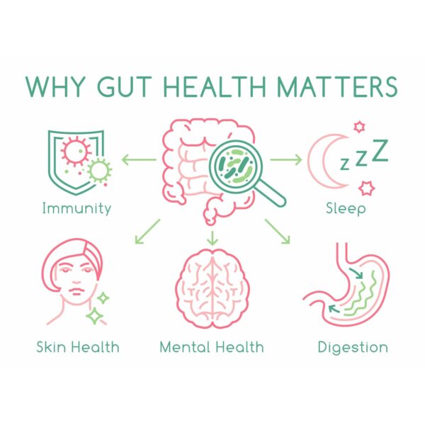 Good Gut Health and Faster Recovery with Fossil Shell Flour, Curcumin, and Electrolyte Powder - Image 4